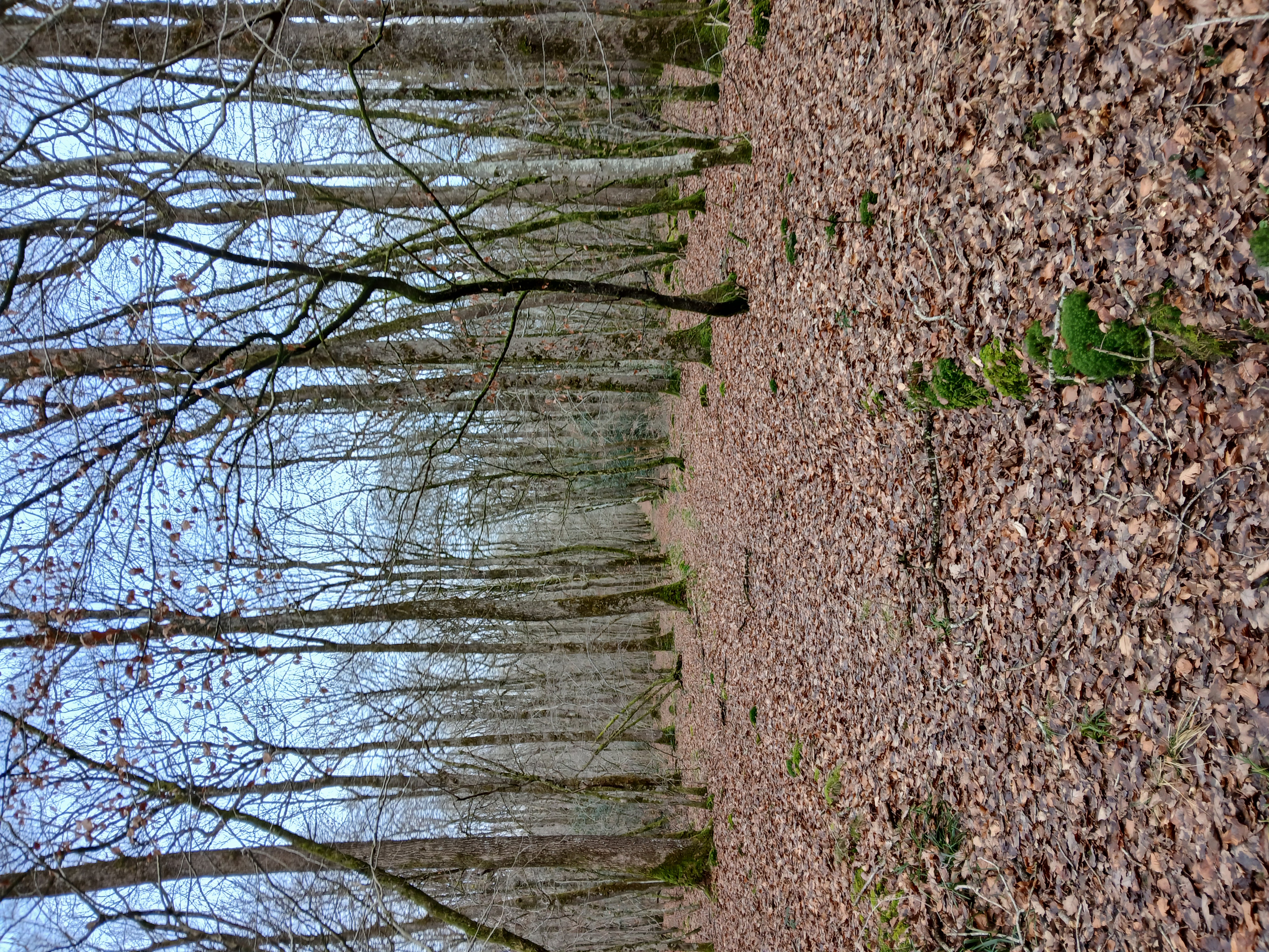 Rando Moiremont